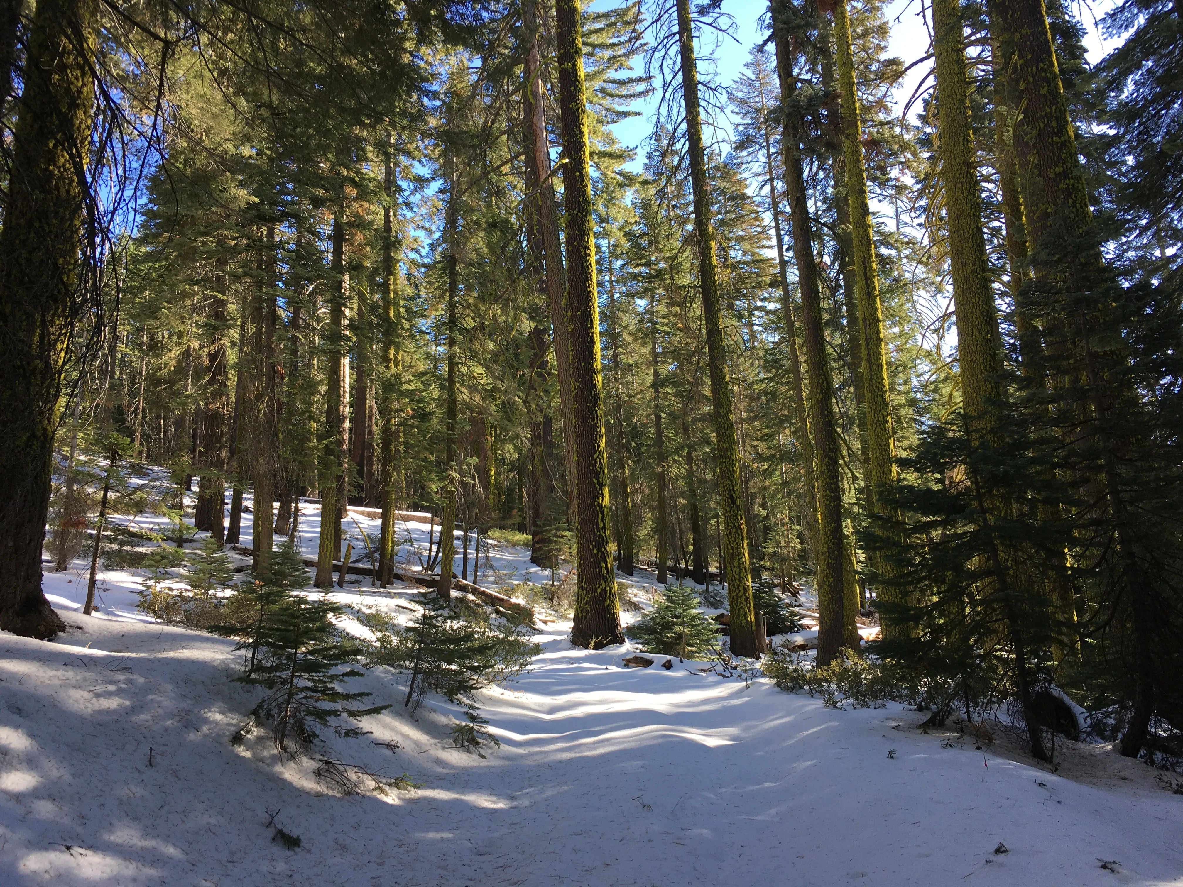 Snowshoeing Yosemite: Valley Overlook