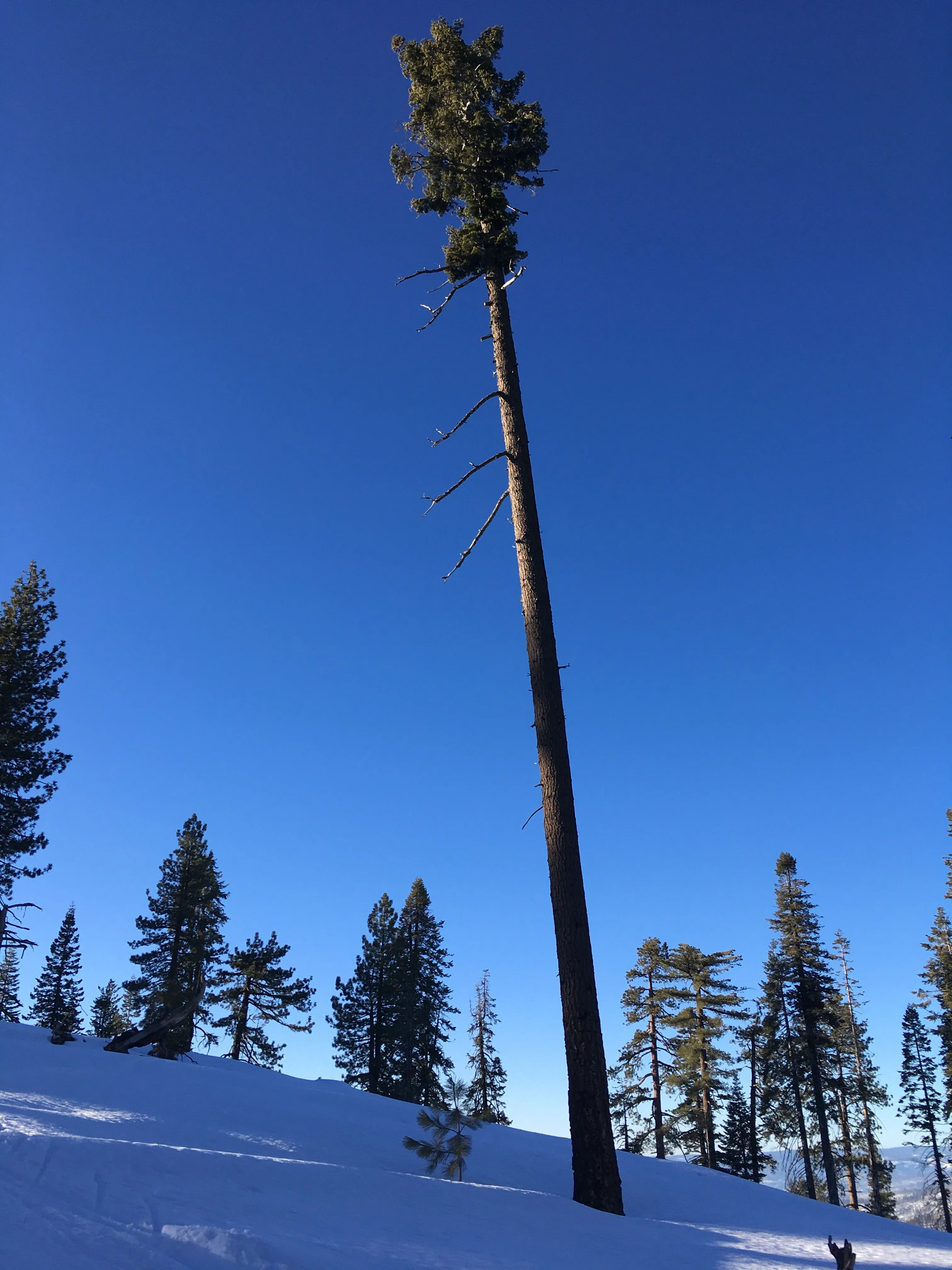 Snowshoeing Yosemite: Valley Overlook