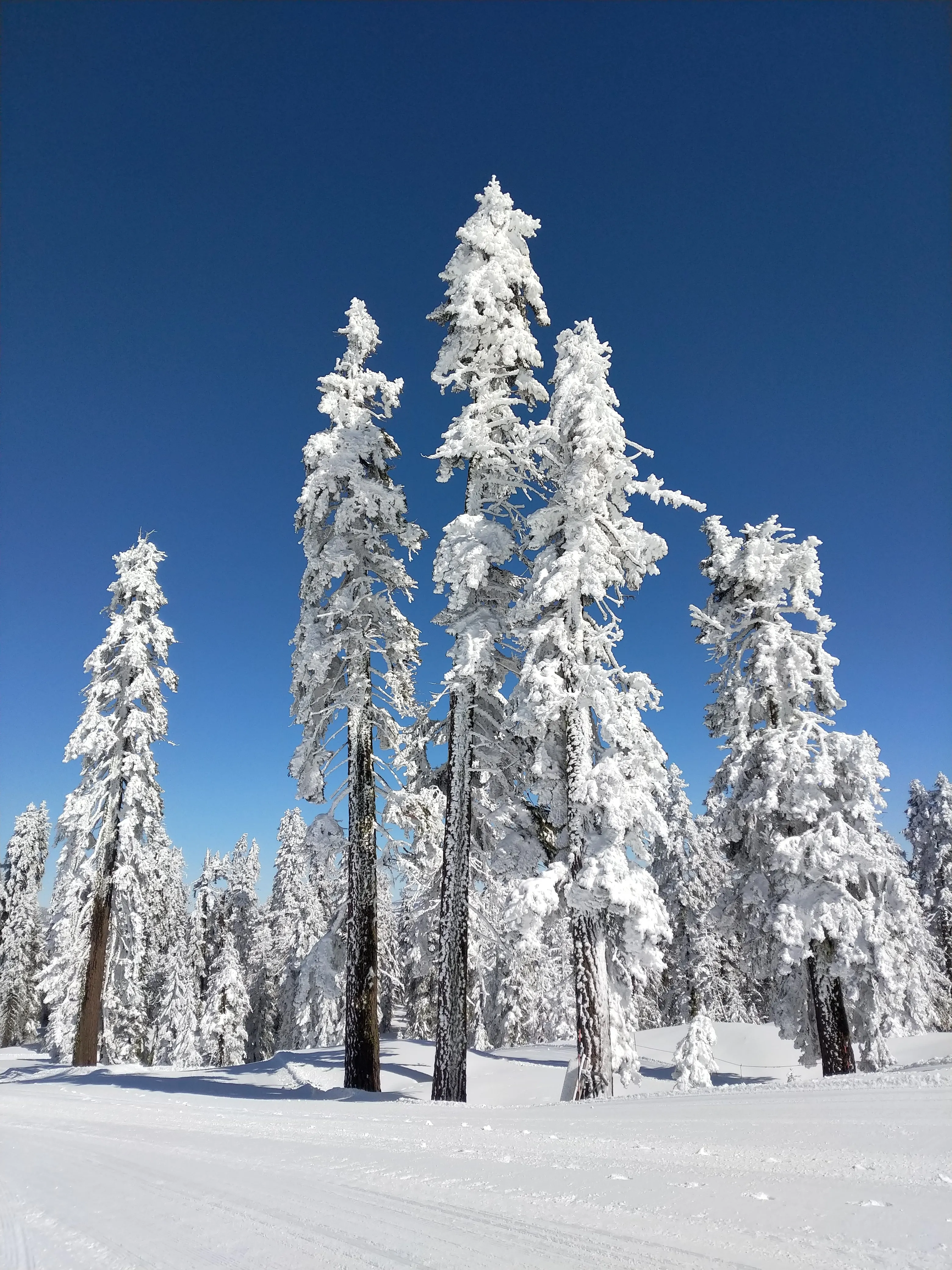 Snowshoeing Yosemite: Valley Overlook