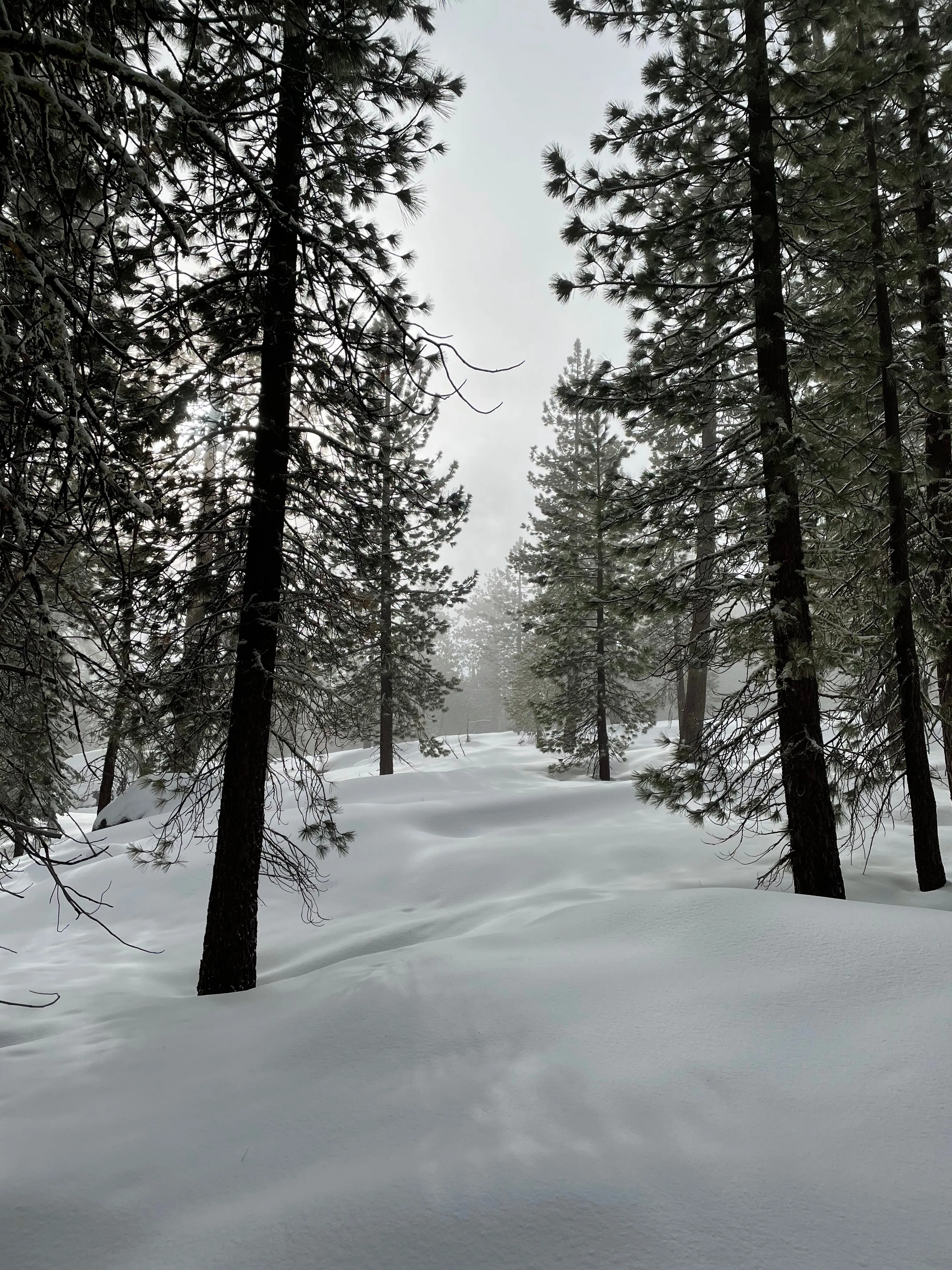 Snowshoeing Yosemite: Valley Overlook