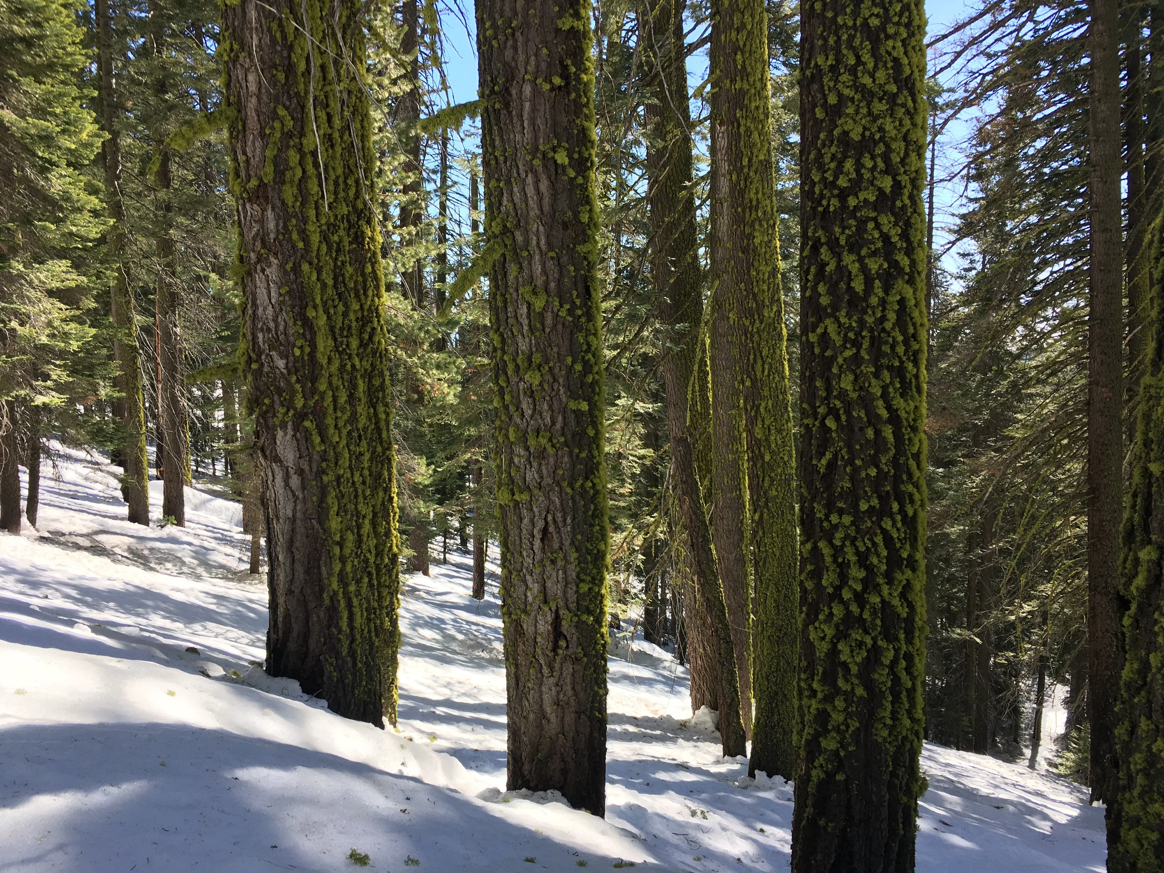 Snowshoeing Yosemite: Valley Overlook